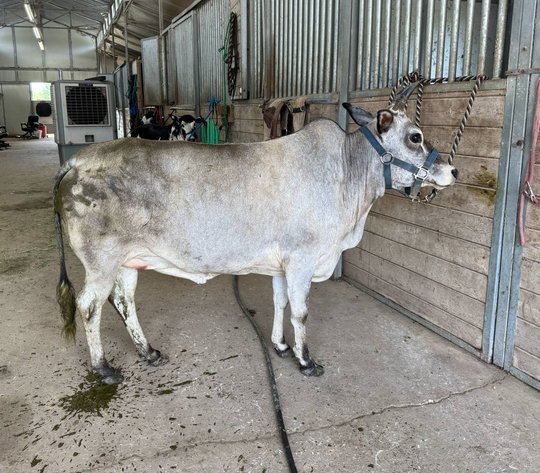 Image for Mize Horse Sale  - SATURDAY, JULY 19TH - Mize, Mississippi