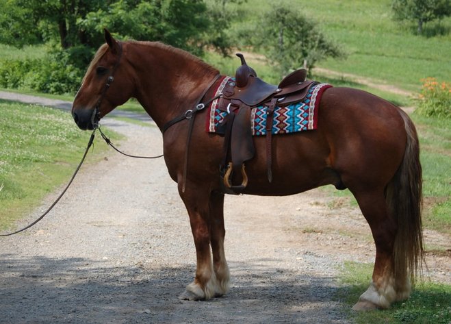 Image for Courtland Horse And Tack Auction  Saturday July 19,2025