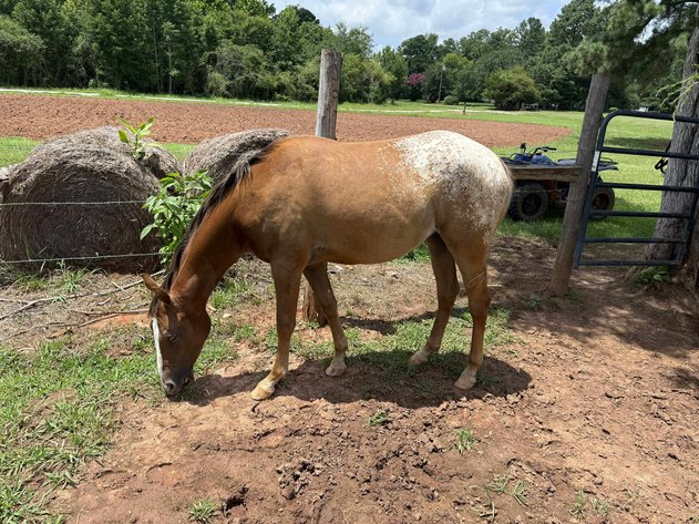Image for Courtland Horse And Tack Auction  Saturday July 19,2025