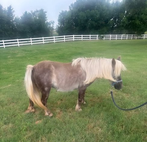 Image for Colfax Iowa Horse Sale - SUNDAY, JULY 20TH