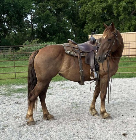 Image for Springfield Livestock Horse Sale FRIDAY JULY 25TH - Springfield, MO
