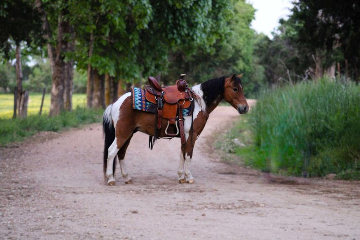 Image for Springfield Livestock Horse Sale FRIDAY JULY 25TH - Springfield, MO