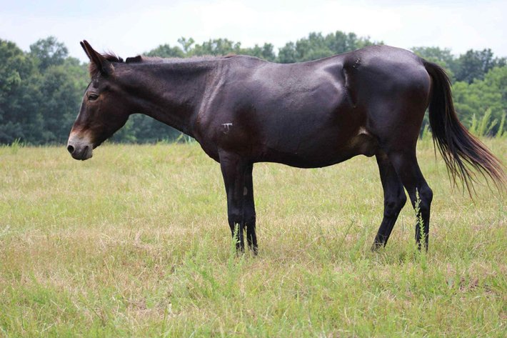 Image for Maryville Horse Sale - SATURDAY, JULY 26TH - Maryville, Missouri