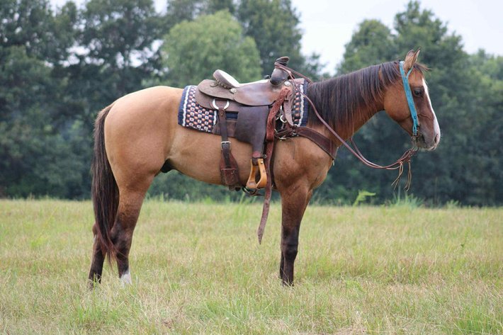 Image for Maryville Horse Sale - SATURDAY, JULY 26TH - Maryville, Missouri