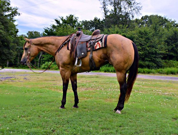 Image for Casino Classic All Breed Horse Sale - Oak Grove, Kentucky SATURDAY,  AUGUST 9TH