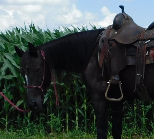 Image for Maryville Horse Sale - SATURDAY, JULY 26TH - Maryville, Missouri