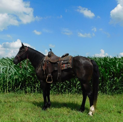 Image for Maryville Horse Sale - SATURDAY, JULY 26TH - Maryville, Missouri