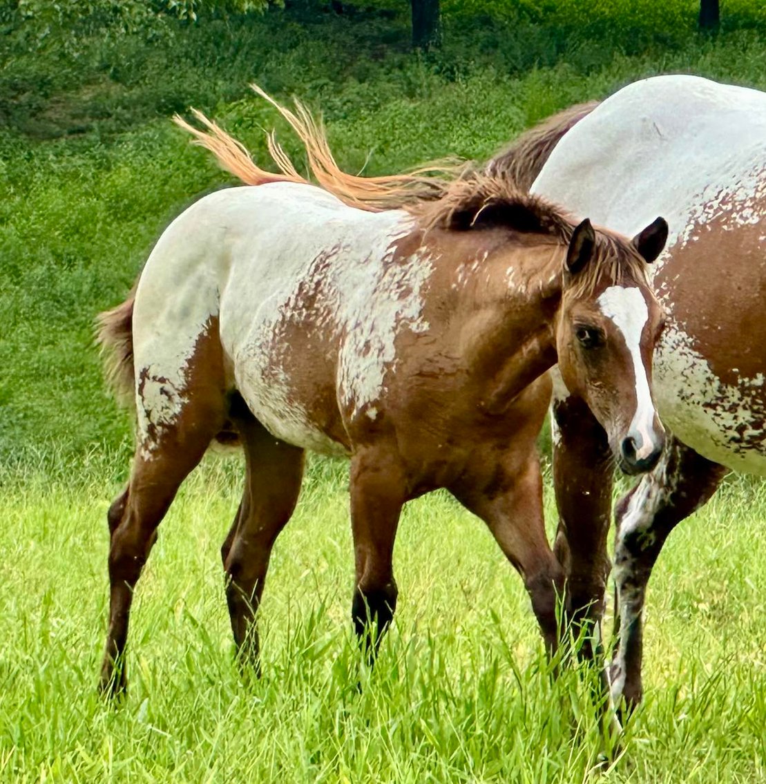 Image for Mize Horse Sale **Annual LM Production Sale - 