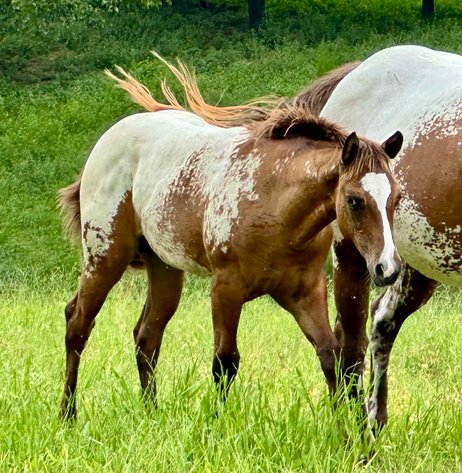 Image for Mize Horse Sale **Annual LM Production Sale - 