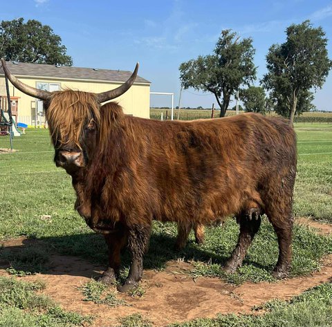 Image for Jones Livestock Auction THURSDAY AUGUST 7TH -  Jones, Oklahoma