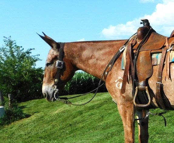 Image for Casino Classic All Breed Horse Sale - Oak Grove, Kentucky SATURDAY,  AUGUST 9TH