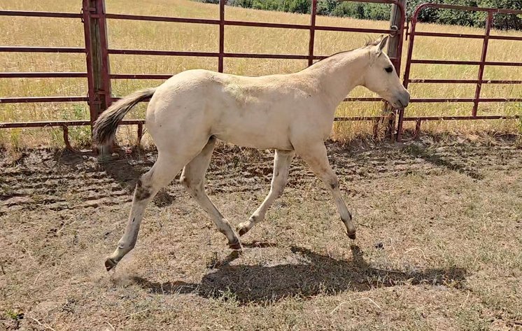 Image for Corbridge Quarter Horses Annual Production Sale - ONLINE ONLY!!!  Runs August 24th through August 31st!