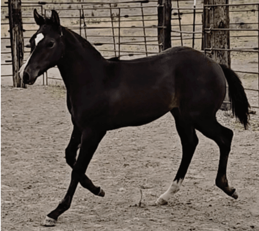 Image for Corbridge Quarter Horses Annual Production Sale - ONLINE ONLY!!!  Runs August 24th through August 31st!