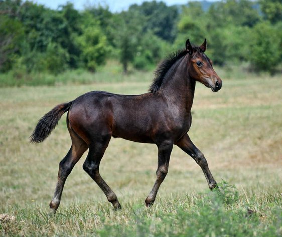 Image for Springfield Livestock Horse Sale FRIDAY AUGUST 29TH - Springfield, MO