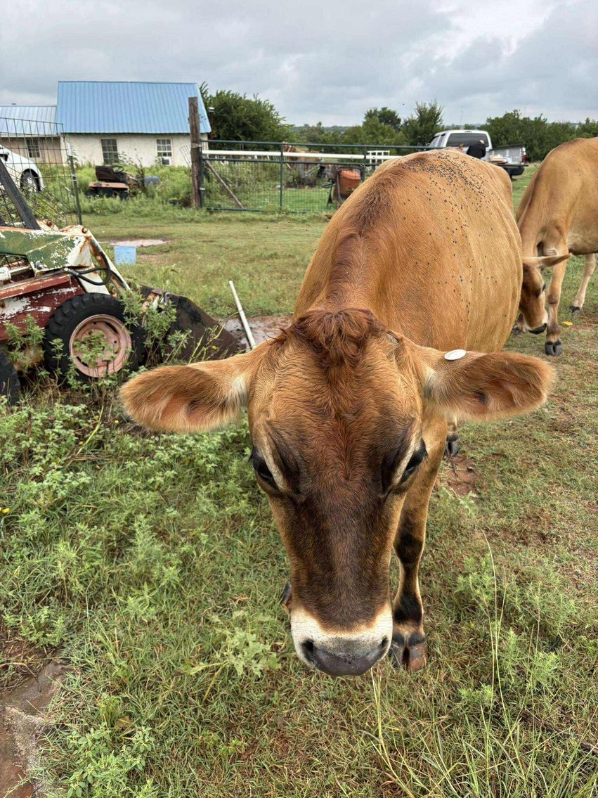 Image for Jones Livestock Auction THURSDAY SEPTEMBER 4TH -  Jones, Oklahoma