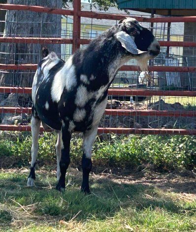 Image for Jones Livestock Auction THURSDAY SEPTEMBER 4TH -  Jones, Oklahoma