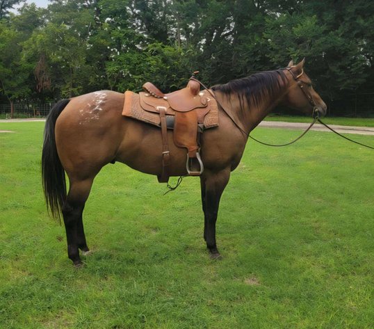Image for Reno County Stockyards Horse Sale WEDNESDAY, SEPTEMBER 10TH - South Hutchinson, KS