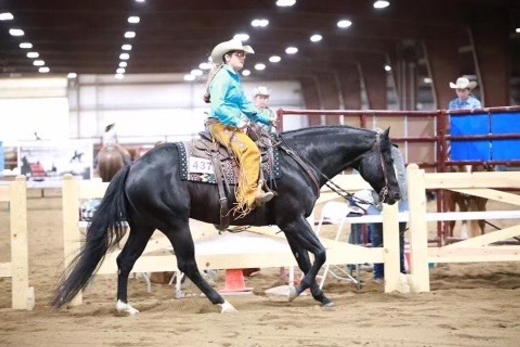 Image for Ocala Horse Sale - Saturday, September 13th - Ocala, Florida