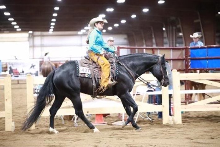 Image for Ocala Horse Sale - Saturday, September 13th - Ocala, Florida