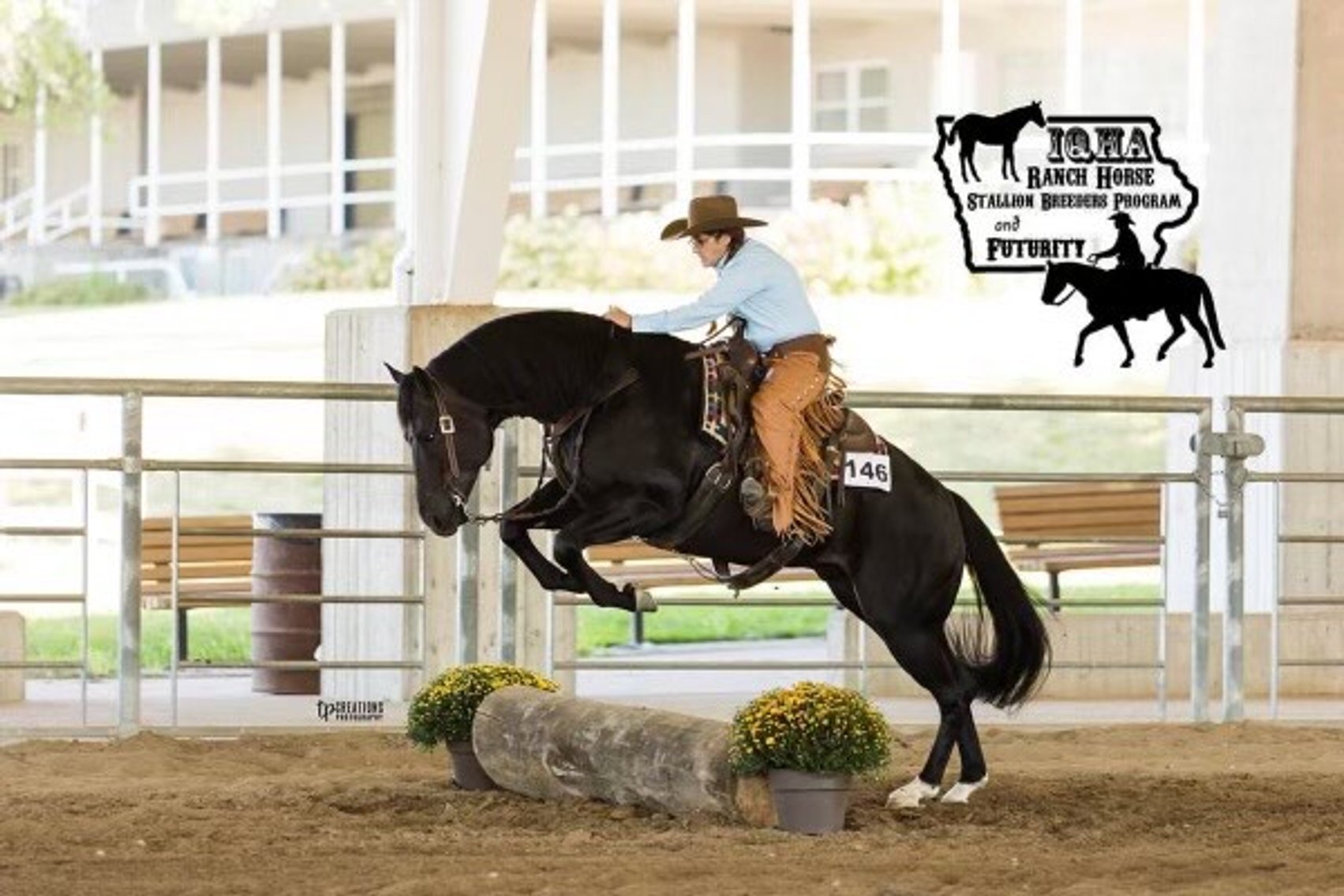 Image for Ocala Horse Sale - Saturday, September 13th - Ocala, Florida