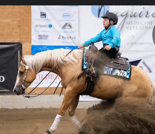 Image for Ocala Horse Sale - Saturday, September 13th - Ocala, Florida