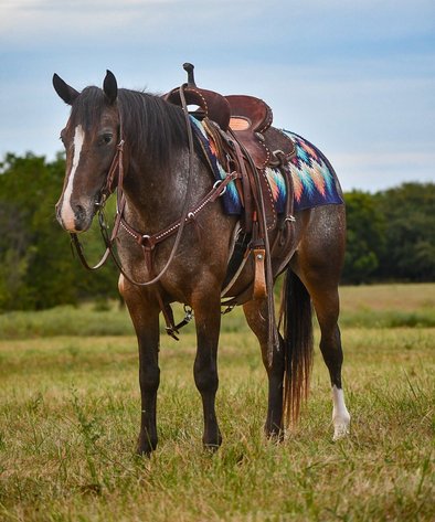 Image for Corsica Horse Sales Catalog Sale   SATURDAY, SEPTEMBER 6TH - Corsica, South Dakota