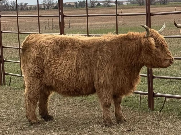 Image for Jones Livestock Auction THURSDAY SEPTEMBER 4TH -  Jones, Oklahoma