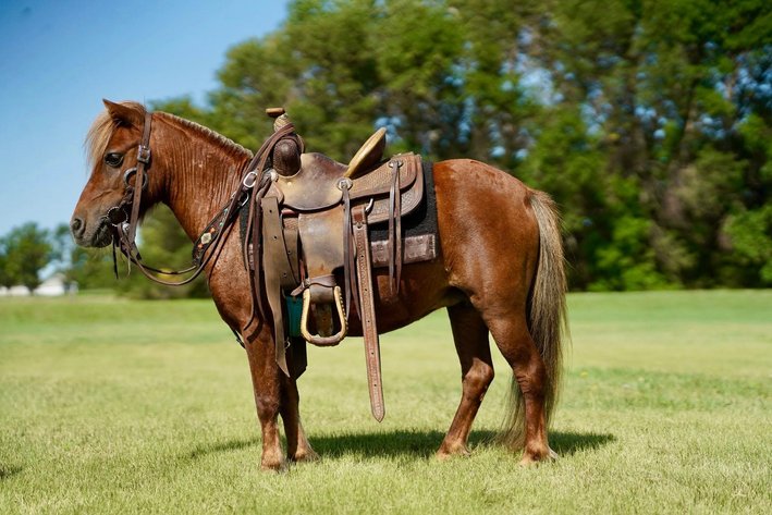 Image for Corsica Horse Sales Catalog Sale   SATURDAY, SEPTEMBER 6TH - Corsica, South Dakota