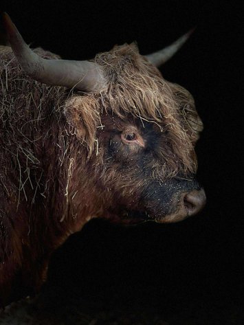 Image for Jones Livestock Auction THURSDAY SEPTEMBER 4TH -  Jones, Oklahoma