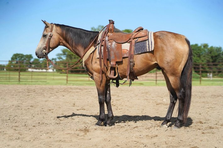 Image for Corsica Horse Sales Catalog Sale   SATURDAY, SEPTEMBER 6TH - Corsica, South Dakota