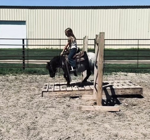 Image for Corsica Horse Sales Catalog Sale   SATURDAY, SEPTEMBER 6TH - Corsica, South Dakota