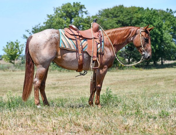 Image for Corsica Horse Sales Catalog Sale   SATURDAY, SEPTEMBER 6TH - Corsica, South Dakota