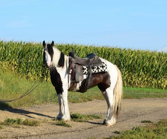 Image for Corsica Horse Sales Catalog Sale   SATURDAY, SEPTEMBER 6TH - Corsica, South Dakota