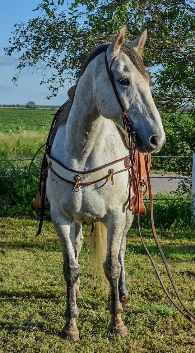 Image for Jones Livestock Auction MONTHLY HORSE & TACK SALE!   SATURDAY, SEPTEMBER 13TH!