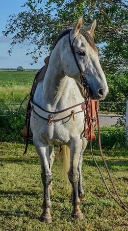 Image for Jones Livestock Auction MONTHLY HORSE & TACK SALE!   SATURDAY, SEPTEMBER 13TH!