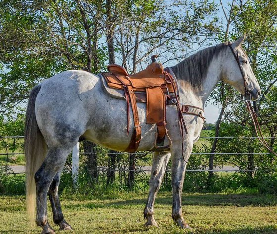 Image for Jones Livestock Auction MONTHLY HORSE & TACK SALE!   SATURDAY, SEPTEMBER 13TH!