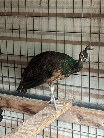 Image for Jones Livestock Auction THURSDAY SEPTEMBER 4TH -  Jones, Oklahoma