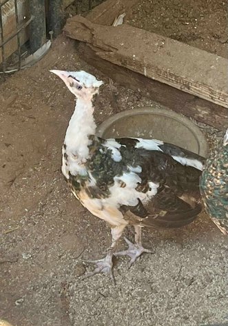 Image for Jones Livestock Auction THURSDAY SEPTEMBER 4TH -  Jones, Oklahoma