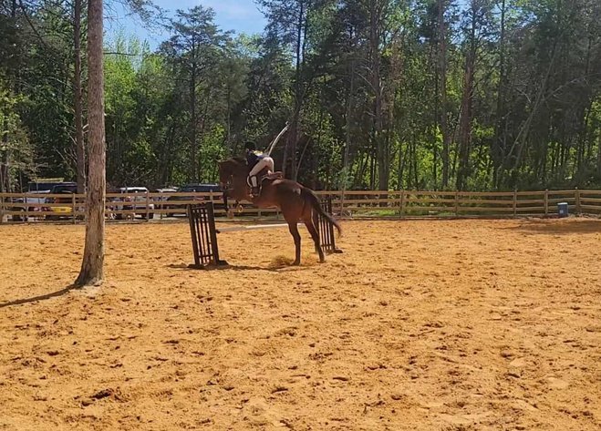 Image for Courtland Tack And Horse Auction Saturday September 20,2025