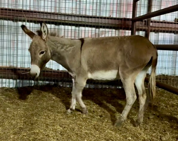 Image for Jones Livestock Auction MONTHLY HORSE & TACK SALE!   SATURDAY, SEPTEMBER 13TH!