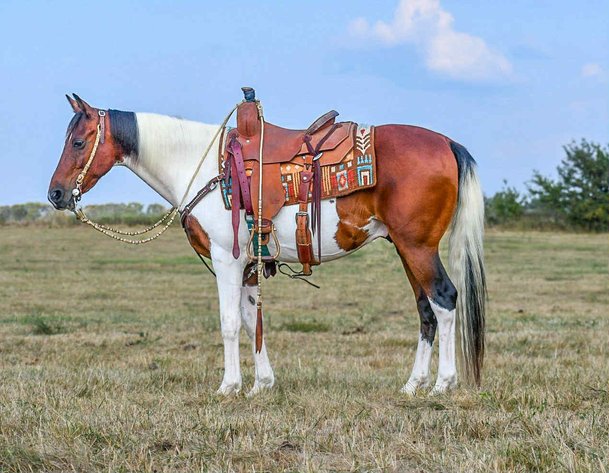 Image for Interstate Regional Stockyards Horse Sale - Cuba, Missouri WEDNESDAY SEPTEMBER 24TH