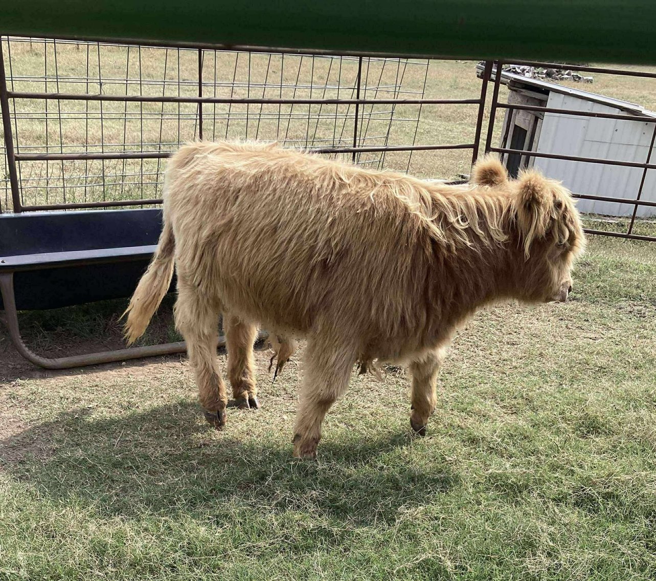 Image for Jones Livestock Auction THURSDAY OCTOBER 2ND -  Jones, Oklahoma