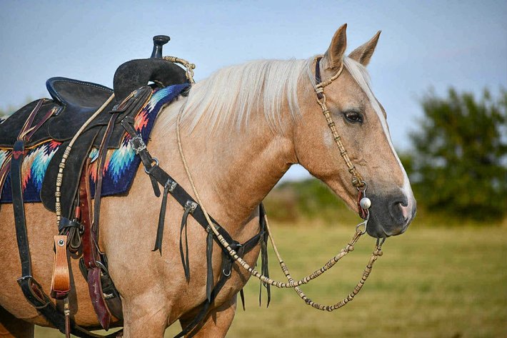 Image for Corsica Horse Sales *COLT SPECIAL & Catalog Sale   SATURDAY, OCTOBER 4TH - Corsica, South Dakota