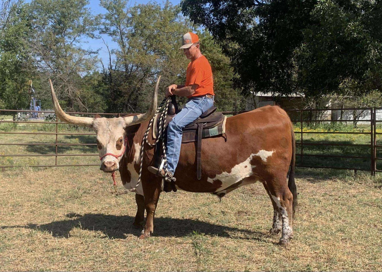 Image for Jones Livestock Auction THURSDAY OCTOBER 2ND -  Jones, Oklahoma
