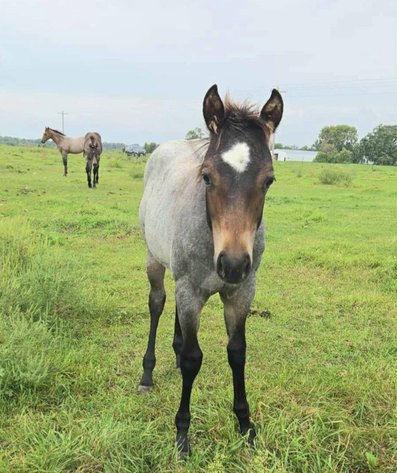 Image for Jackson Livestock Exchange Fall Roundup Catalog Colt & Horse Sale - SUNDAY, OCTOBER 5TH - Jackson, MN