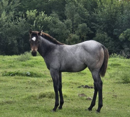 Image for Jackson Livestock Exchange Fall Roundup Catalog Colt & Horse Sale - SUNDAY, OCTOBER 5TH - Jackson, MN