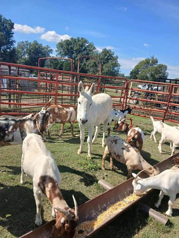 Image for Jones Livestock Auction THURSDAY OCTOBER 2ND -  Jones, Oklahoma
