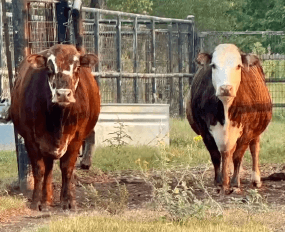 Image for Jones Livestock Auction THURSDAY OCTOBER 2ND -  Jones, Oklahoma