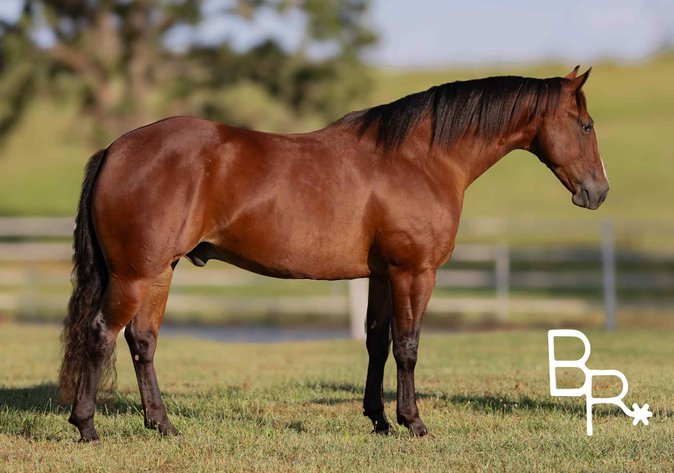 Image for Reno County Stockyards Horse Sale WEDNESDAY, OCTOBER 8TH - South Hutchinson, KS