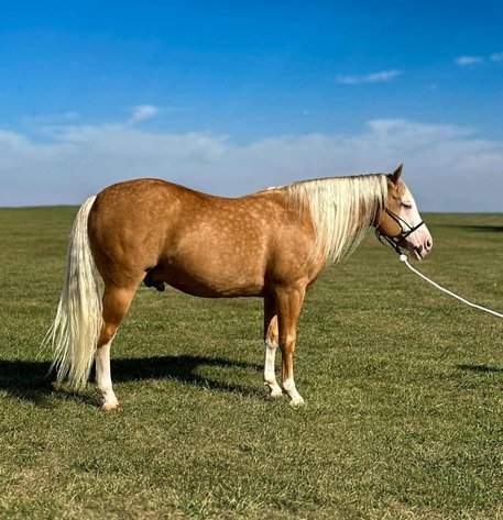 Image for Jackson Livestock Exchange Fall Roundup Catalog Colt & Horse Sale - SUNDAY, OCTOBER 5TH - Jackson, MN